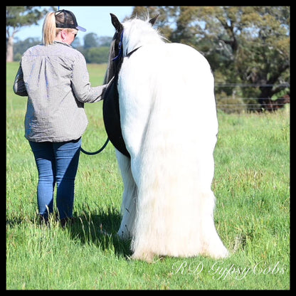 Dr Show Tail Rake