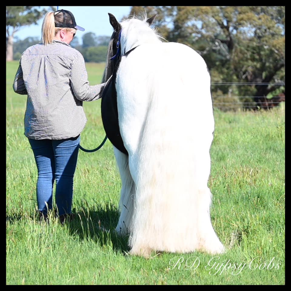 Dr Show Tail Rake – drshow